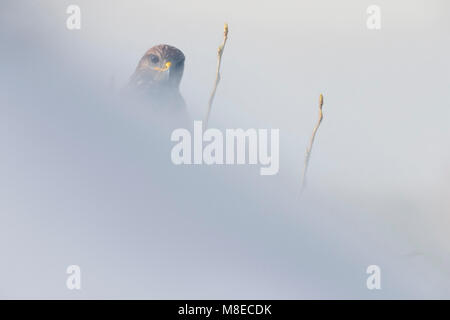 Buizerd; comune poiana Foto Stock