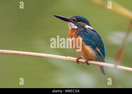 IJsvogel zittend op een rietstengel; Comune Kingfisher appollaiato nel pettine Foto Stock