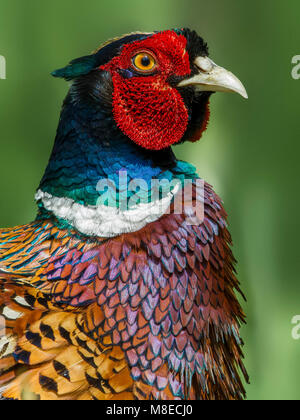 Fazant portret mannetje; Comune di fagiano maschio verticale Foto Stock