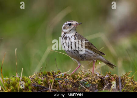 Siberische Boompieper; Oliva-backed Pipit, Anthus hodgsoni yunnanensis Foto Stock