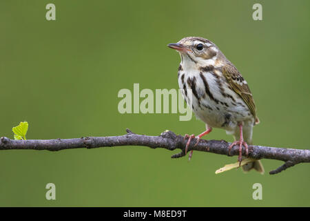 Siberische Boompieper; Oliva-backed Pipit, Anthus hodgsoni yunnanensis Foto Stock