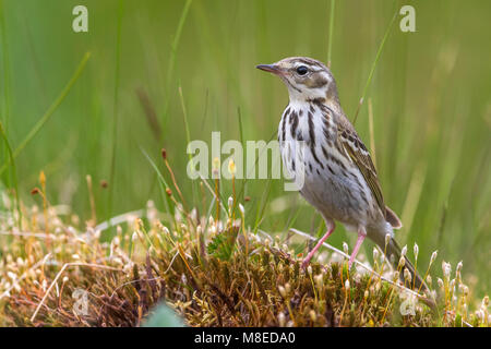 Siberische Boompieper; Oliva-backed Pipit, Anthus hodgsoni yunnanensis Foto Stock