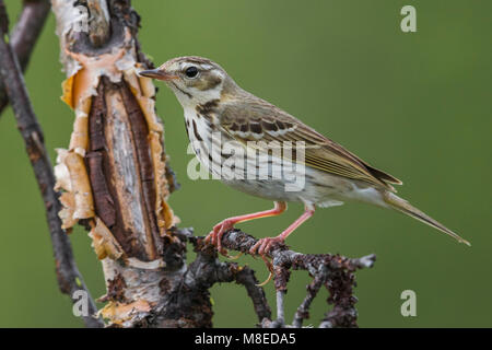 Siberische Boompieper; Oliva-backed Pipit, Anthus hodgsoni yunnanensis Foto Stock