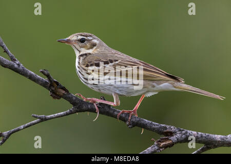 Siberische Boompieper; Oliva-backed Pipit, Anthus hodgsoni yunnanensis Foto Stock