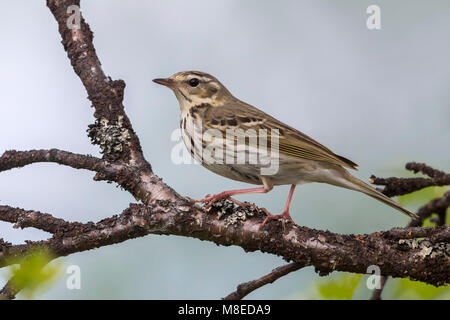 Siberische Boompieper; Oliva-backed Pipit, Anthus hodgsoni yunnanensis Foto Stock