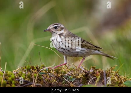 Siberische Boompieper; Oliva-backed Pipit, Anthus hodgsoni yunnanensis Foto Stock