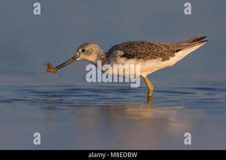 Volwassen Groenpootruiter in winterkleed; Greenshank adulti non di allevamento Foto Stock