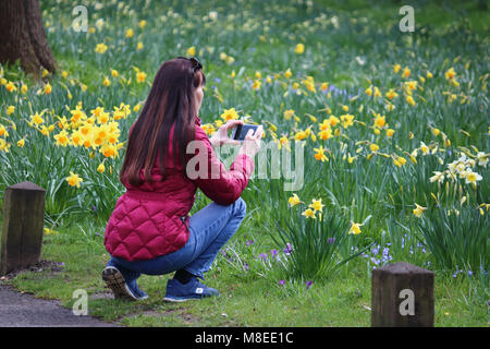 Hampton Court, Londra SW, Inghilterra. 16 marzo 2018. Una signora prende una foto della bella fiori di primavera nei giardini a Hampton Court nella zona sud-ovest di Londra. È stata una giornata mite con temperature che raggiungono i 14 gradi Celsius. Credito: Julia Gavin/Alamy Live News Foto Stock