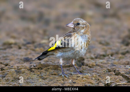 Putter, Eurasian Cardellino; Carduelis carduelis Foto Stock