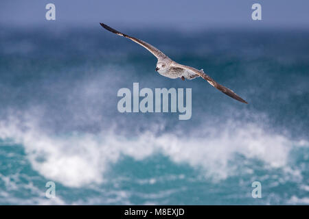 Onvolwassen Grote Mantelmeeuw; immaturo grande nero-backed Gull Foto Stock