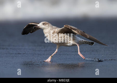 Onvolwassen Grote Mantelmeeuw; immaturo grande nero-backed Gull Foto Stock