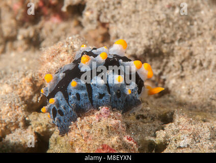 Phyllidia varicosa ( Phyllidia varicosa ) nudibranch strisciando attraverso il fondo marino di Bali, Indonesia Foto Stock