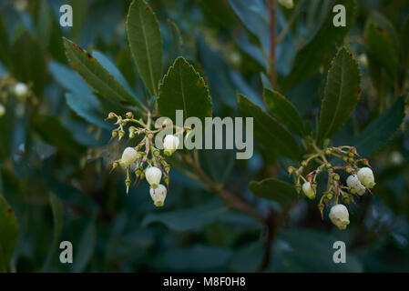 Arbutus unedo arbusto Foto Stock