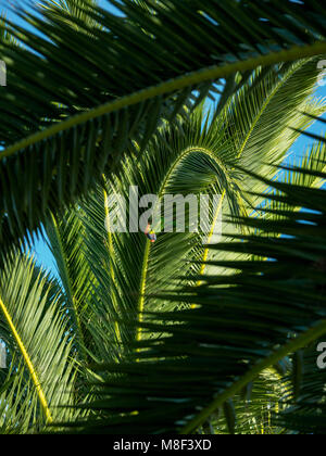 Llorikeet (Trichoglossus moluccanus) appollaiate su Palm tree Foto Stock