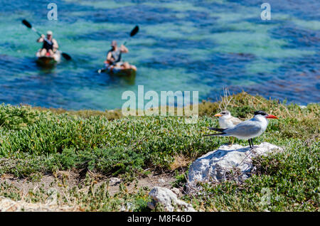 Caspian Tern (Hydroprogne caspia) e chick permanente sulla scogliera esposta con kayak in background, Penguin Island, isola Shoalwater Marine Park, WA Foto Stock