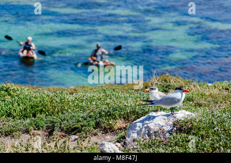 Caspian Tern (Hydroprogne caspia) e chick permanente sulla scogliera esposta con kayak in background, Penguin Island, isola Shoalwater Marine Park, WA Foto Stock