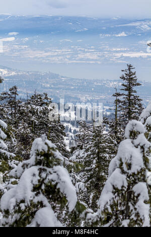Colpo verticale guardando verso il basso attraverso gli alberi di conifere, al Lago Okanagan e il West Kelowna, BC, Canada. Tutta la zona è bianco dalla recente nevicata. Foto Stock