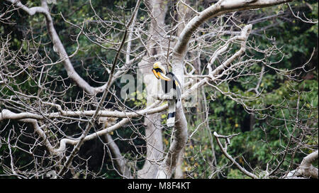 Buceros simum - La grande hornbill/Great Indian hornbill/grande pied hornbill Foto Stock