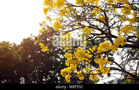 Argento struttura a campana, albero d oro, argento paraguaiano tromba ad albero. Blooming fiore giallo sulla stagione estiva in Thailandia Foto Stock