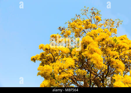 Argento struttura a campana, albero d oro, argento paraguaiano tromba ad albero. Blooming fiore giallo sulla stagione estiva in Thailandia Foto Stock