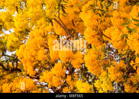 Argento struttura a campana, albero d oro, argento paraguaiano tromba ad albero. Blooming fiore giallo sulla stagione estiva in Thailandia Foto Stock