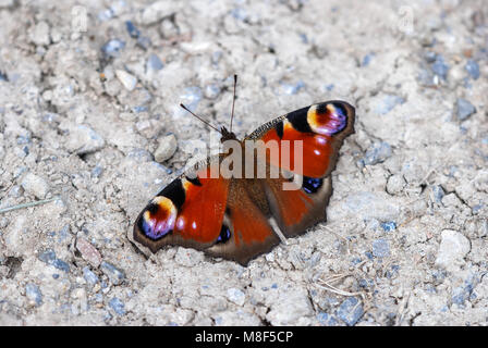 Pavone europea sul terreno, Inachis io Foto Stock