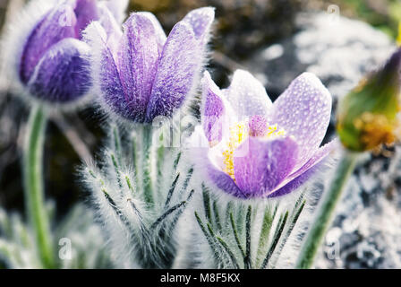 Fioritura rugiadoso Pulsatilla slavica fiori in primavera prato. Stagionale scena naturale. Blue foto filtro. Foto Stock