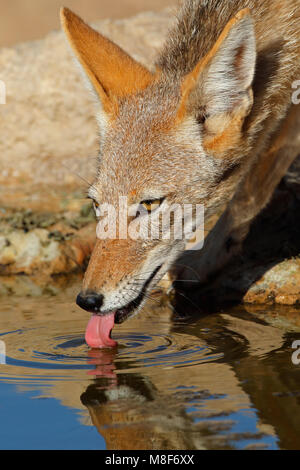 Ritratto di un nero-backed jackal (Canis mesomelas) acqua potabile, deserto Kalahari, Sud Africa Foto Stock