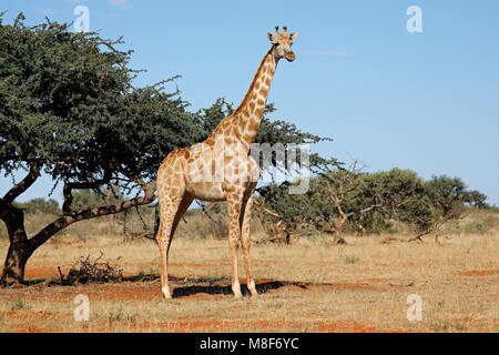 Una giraffa meridionale (Giraffa camelopardalis) in habitat naturale, Sud Africa Foto Stock
