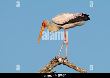 Giallo-fatturati stork (Mycteria ibis) appollaiato su un ramo, il Parco Nazionale Kruger, Sud Africa Foto Stock