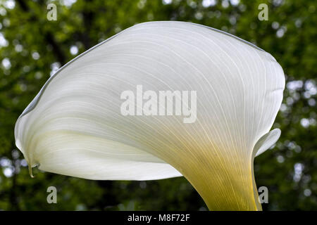 Dettaglio di un'Arum Lilly da sotto; Teignmouth Devon, Inghilterra. Foto Stock