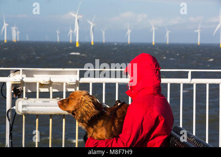 Parte dell'Walney Offshore Wind Farm tra Cumbria e Isola di Man nel Mare d'Irlanda, Regno Unito, visto da l'Isola di Man traghetto. Foto Stock