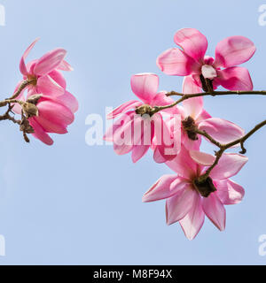 Magnolia campbellii in fiore contro un cielo blu Foto Stock