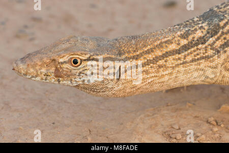 Deserto Rare Monitor Lizard (Varanus griseus griseus) nel deserto marocchino del Nord Africa. Foto Stock