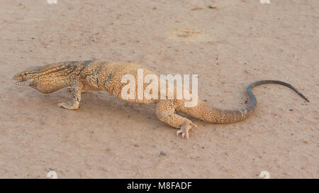 Deserto Rare Monitor Lizard (Varanus griseus griseus) nel deserto marocchino del Nord Africa. Foto Stock