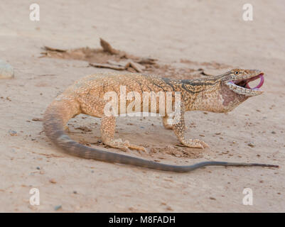 Deserto Rare Monitor Lizard (Varanus griseus griseus) nel deserto marocchino del Nord Africa. Foto Stock
