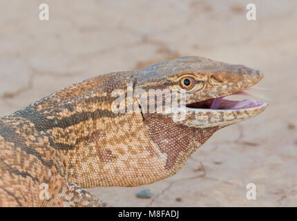 Deserto Rare Monitor Lizard (Varanus griseus griseus) nel deserto marocchino del Nord Africa. Foto Stock
