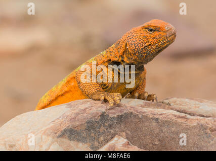 Vivacemente colorato di arancione maschio Uromastyx marocchino (Uromastyx acanthinura) nel deserto del Marocco in Nord Africa. Foto Stock