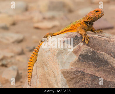 Vivacemente colorato di arancione maschio Uromastyx marocchino (Uromastyx acanthinura) nel deserto del Marocco in Nord Africa. Foto Stock