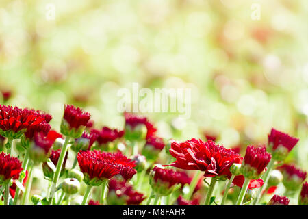 Crisantemo rosso fiori sul luminoso sfondo sfocato. Foto Stock
