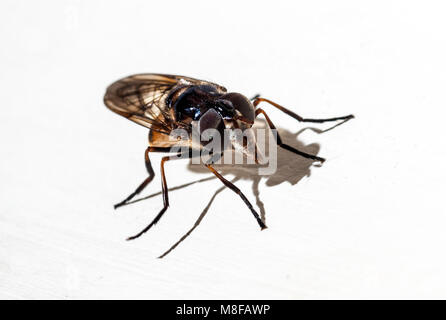 Immagine macro di un volo su sfondo bianco Foto Stock