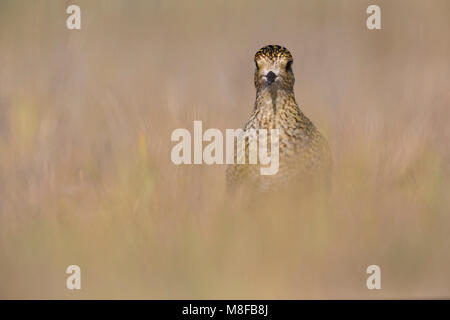Juveniele Goudplevier; capretti Euopean Golden Plover Foto Stock