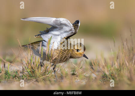 Juveniele Goudplevier; capretti Euopean Golden Plover Foto Stock