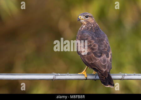 Buizerd; comune poiana Foto Stock