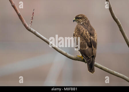 Buizerd; comune poiana Foto Stock