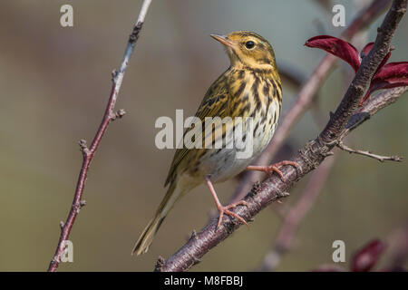 Siberische Boompieper; Oliva-backed Pipit Foto Stock