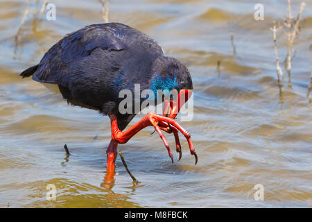 Foeragerende Purperkoet; Mediterraneo occidentale Purple Swamphen foraggio Foto Stock