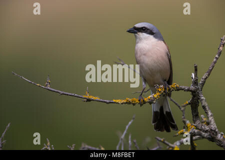 Grauwe Klauwier volwassen man zittend in struik; rosso-backed Shrike maschio adulto arroccato nella boccola Foto Stock