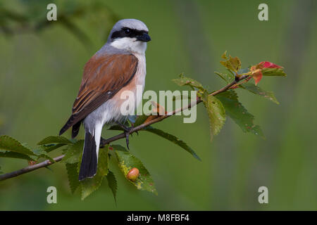 Grauwe Klauwier volwassen man zittend in struik; rosso-backed Shrike maschio adulto arroccato nella boccola Foto Stock