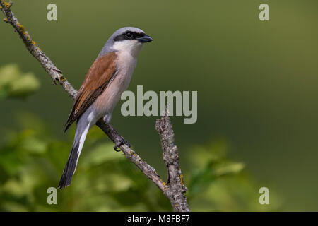 Grauwe Klauwier volwassen man zittend in struik; rosso-backed Shrike maschio adulto arroccato nella boccola Foto Stock